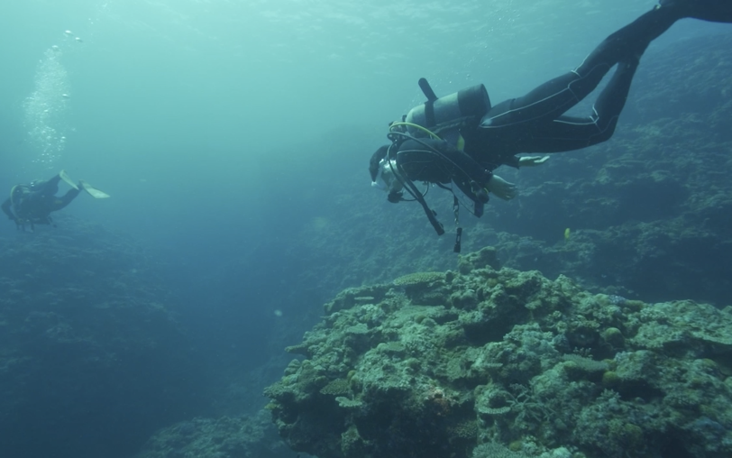 沖縄 サンゴ礁白化現象